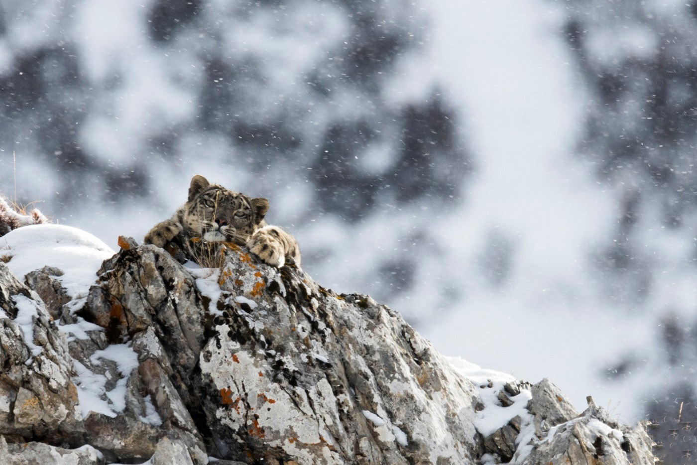 卡地亚自然保护项目携手中国绿化基金会，致力于雪豹保护